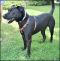 . Noah - Needs a FOSTER HOME! Very loving!! .
