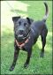 . Noah - Needs a FOSTER HOME! Very loving!! .