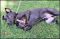 . Noah - Needs a FOSTER HOME! Very loving!! .