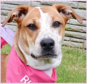 . Hermione Puppy- Very smart and sweet!! .
