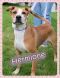 . Hermione Puppy- Very smart and sweet!! .