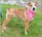 . Hermione Puppy- Very smart and sweet!! .