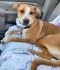 . Hermione Puppy- Very smart and sweet!! .