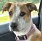 . Hermione Puppy- Very smart and sweet!! .
