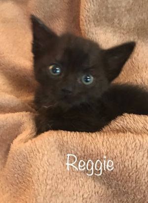 . Regina .