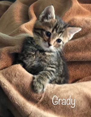 . Grady .