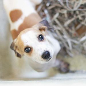 . Doogie .