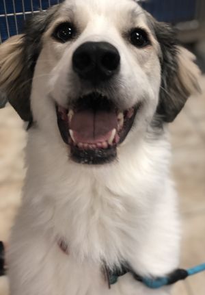 . Gracie .