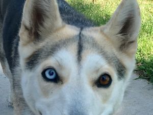 . Cheyenne .
