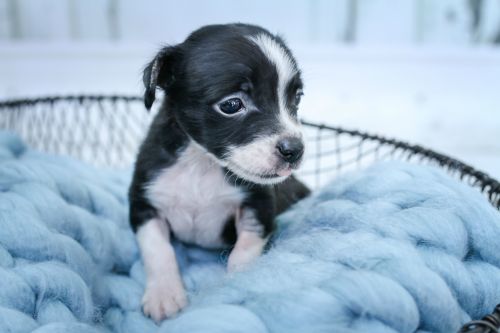 . Tiny .