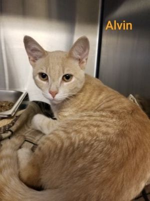 . Alvin .