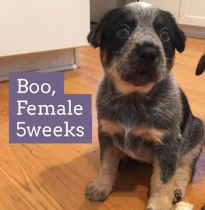 . Boo .