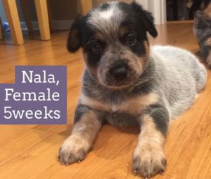. Nala .