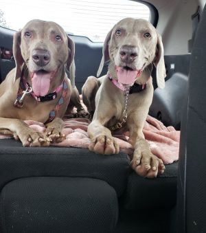 . Bella and Lilly .