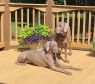 . Bella and Lilly .