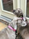 . Bella and Lilly .