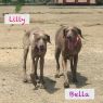 . Bella and Lilly .