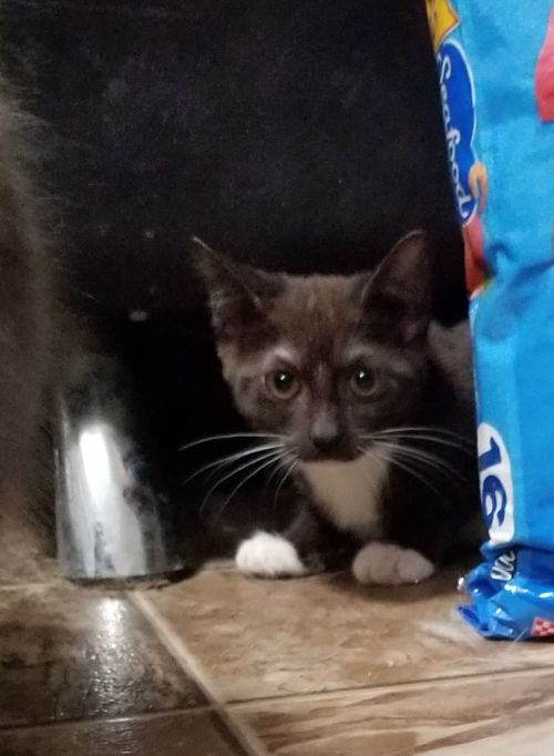 . Chloe .