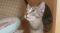 . Tigs .