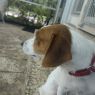. Lily Lou ~ ADORABLE! .