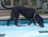 . Faith~ Natural Swimmer! .