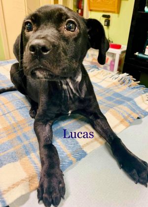 . LUCAS .