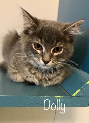 . Dolly .