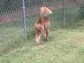 . Bailey .