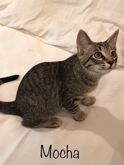 . Mocha .