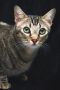 . Balthazar .