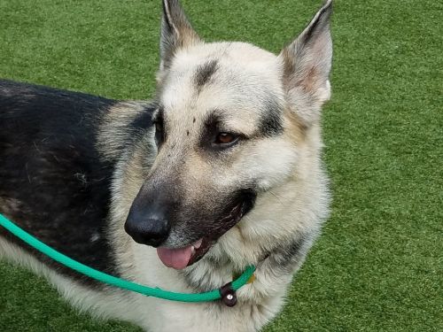 . Zeus .