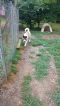 . Bear (Courtesy Listing) .