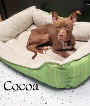 . Coco (Butterscotch)-P4P .