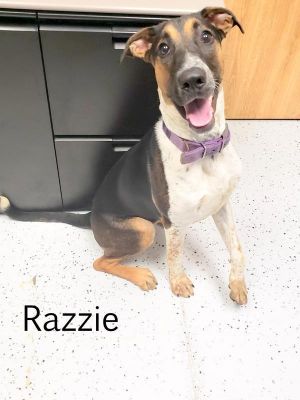 . Razzie-P4P .