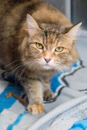 . Kitty .