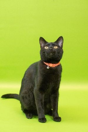 . Binx .