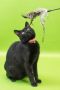 . Binx .