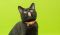 . Binx .