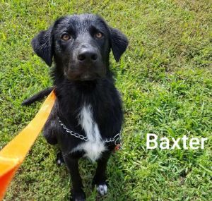 . Baxter .