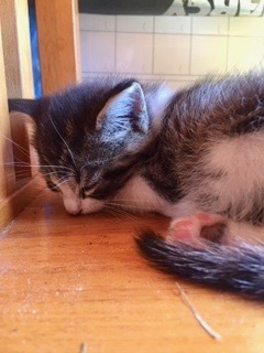 Photo of Stone Cold Steve Pawstin