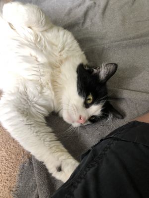 . Dali .