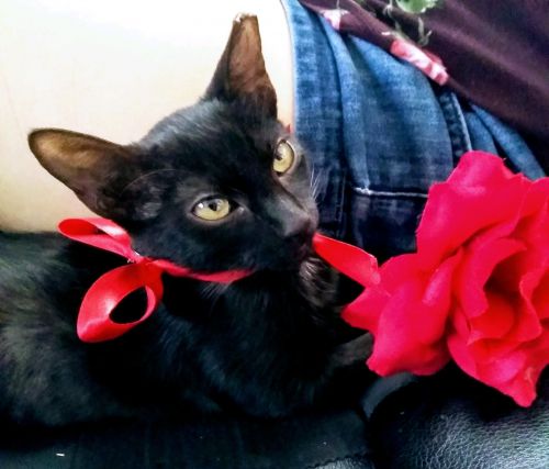 . Kuro, the panther .