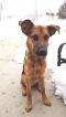 Aladdin German Shepherd Rescue of the Rockies - Aladdin