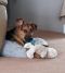 Aladdin German Shepherd Rescue of the Rockies - Aladdin