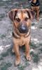 Aladdin German Shepherd Rescue of the Rockies - Aladdin