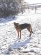 Aladdin German Shepherd Rescue of the Rockies - Aladdin