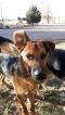 Aladdin German Shepherd Rescue of the Rockies - Aladdin