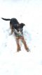 Jasmine German Shepherd Rescue of the Rockies - Jasmine