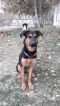 Jasmine German Shepherd Rescue of the Rockies - Jasmine