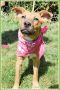 . Layla Puppy .